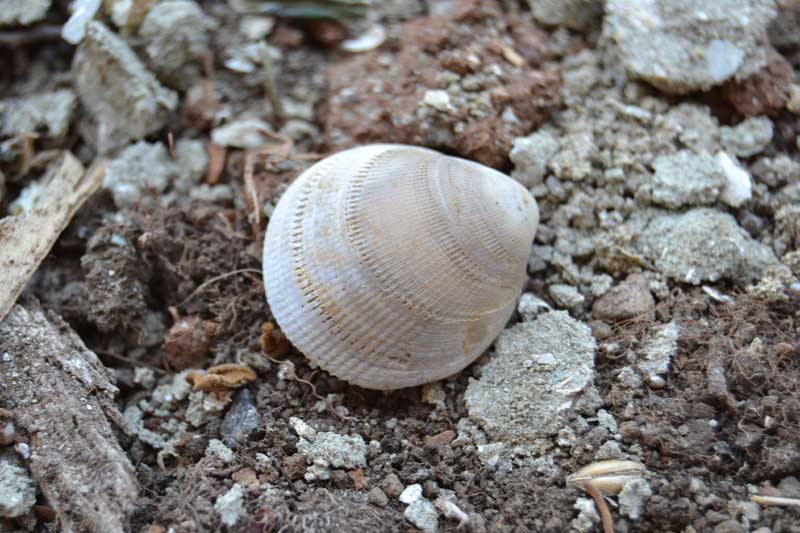 altro bivalve